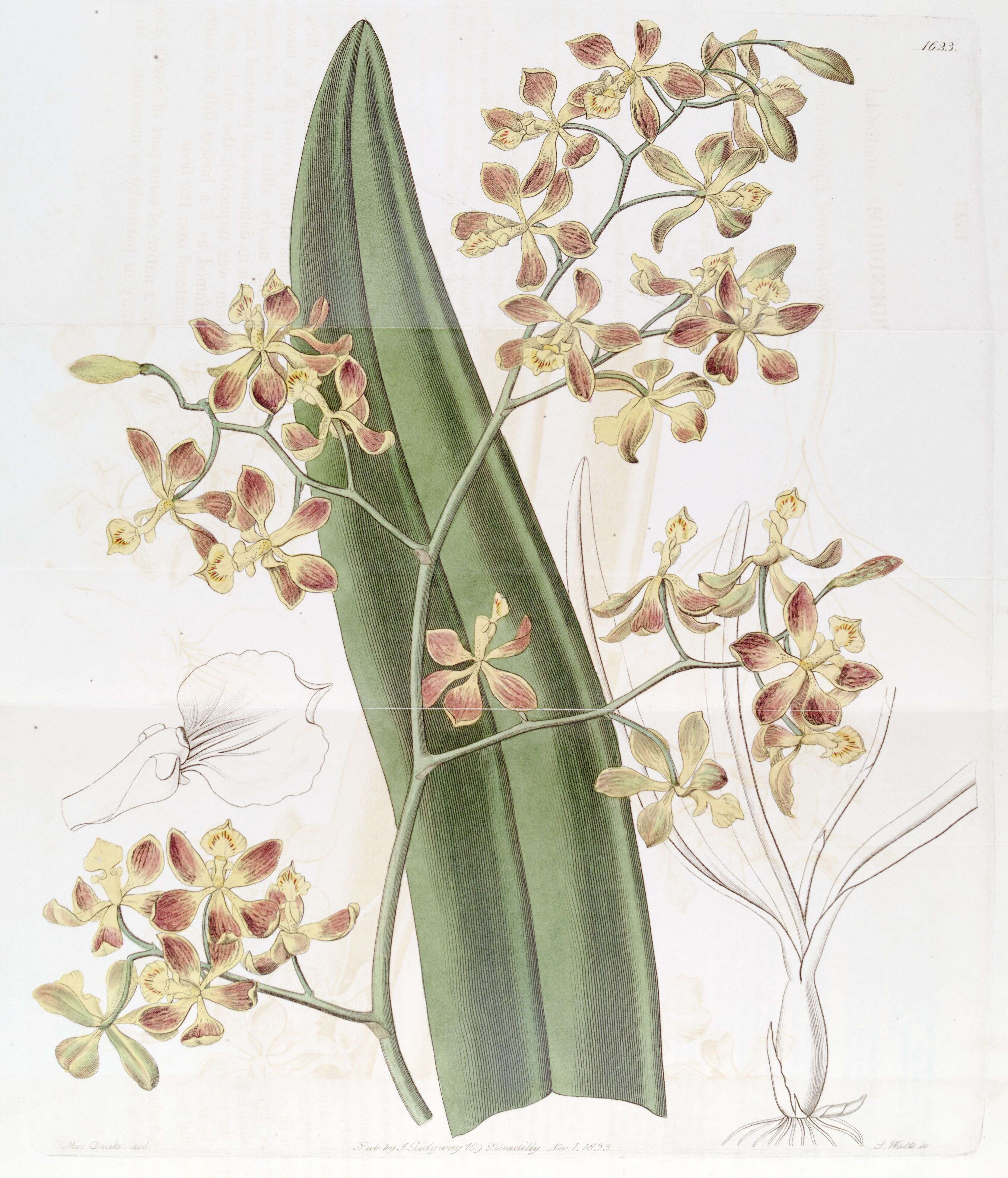 Sivun Encyclia oncidioides (Lindl.) Schltr. kuva