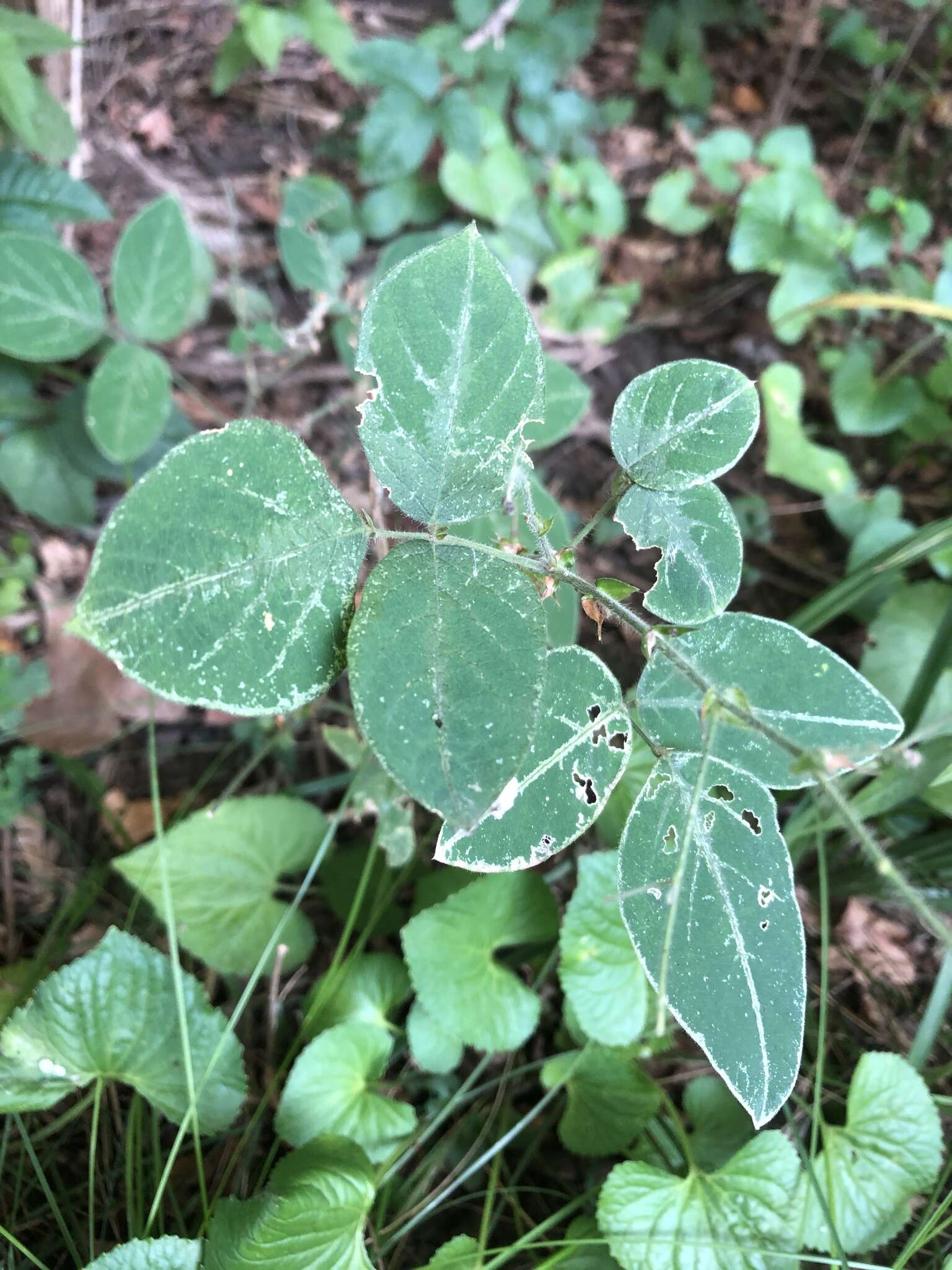 Desmodium canescens (L.) DC. resmi