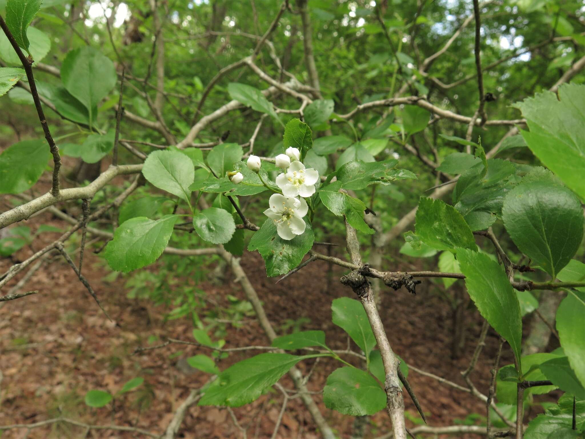 Image of green hawthorn