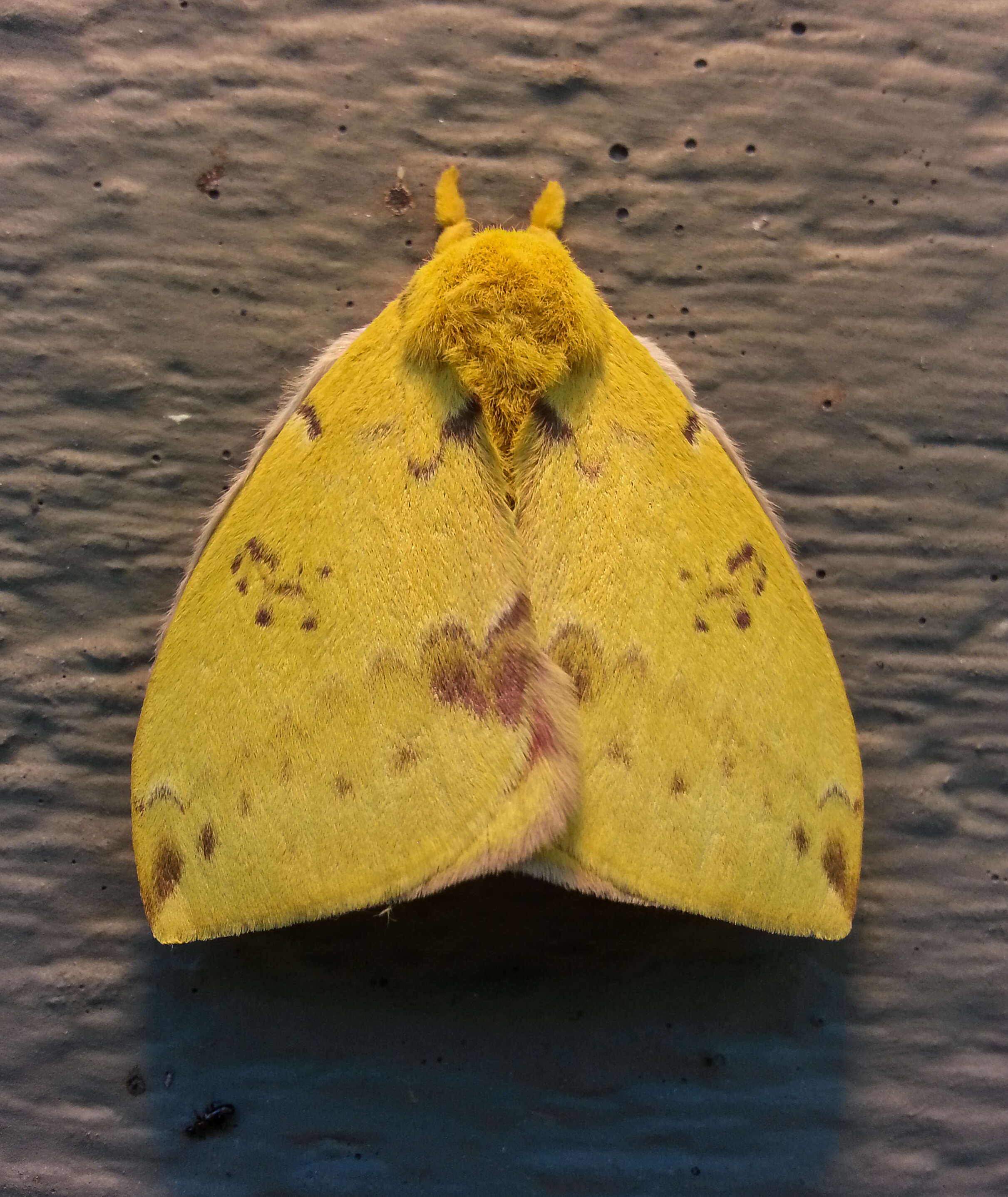 Image of Io Moth