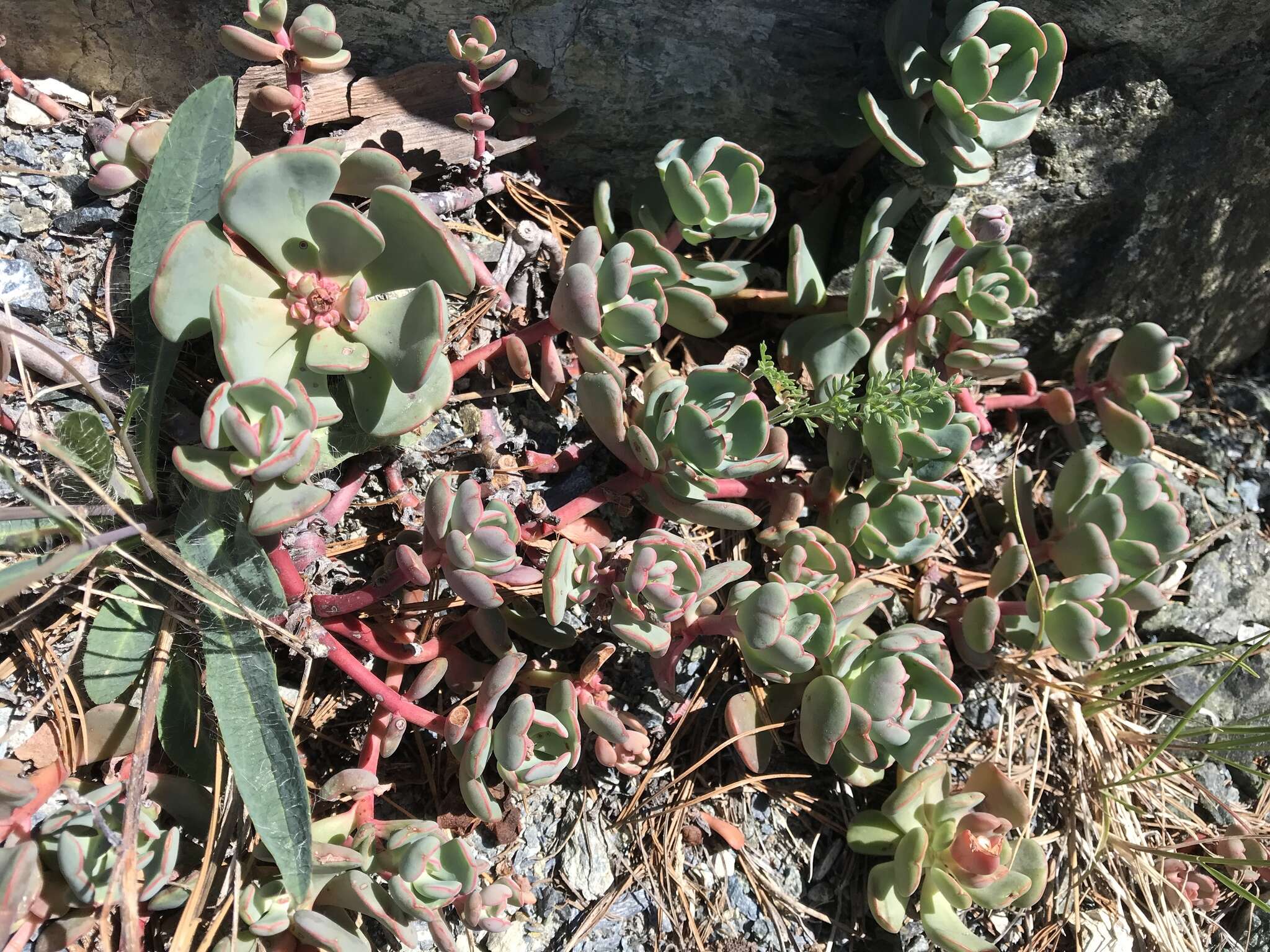 Image of roseflower stonecrop