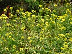 Image of creeping yellowcress