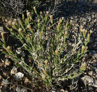 Image of Mojave brickellbush