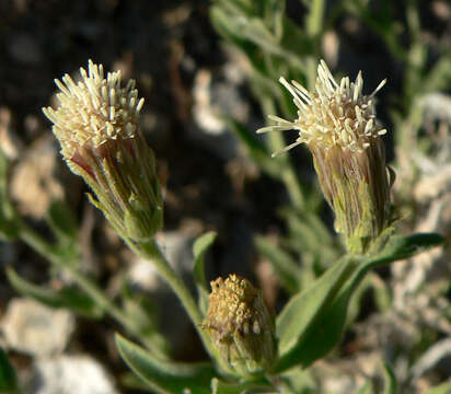 Image of Mojave brickellbush