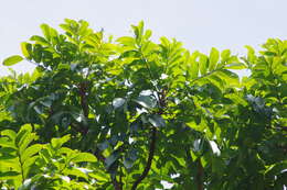 Image of Argus pheasant tree