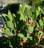 Image of pointleaf manzanita