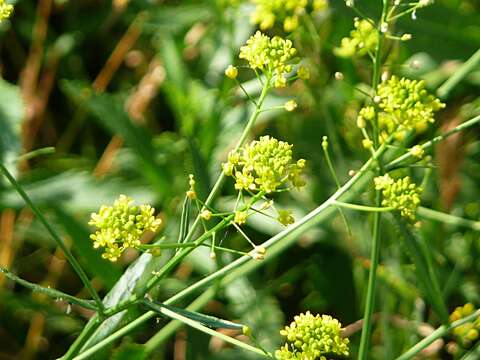 Image of ball mustard