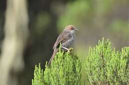 Image of Hunter's Cisticola