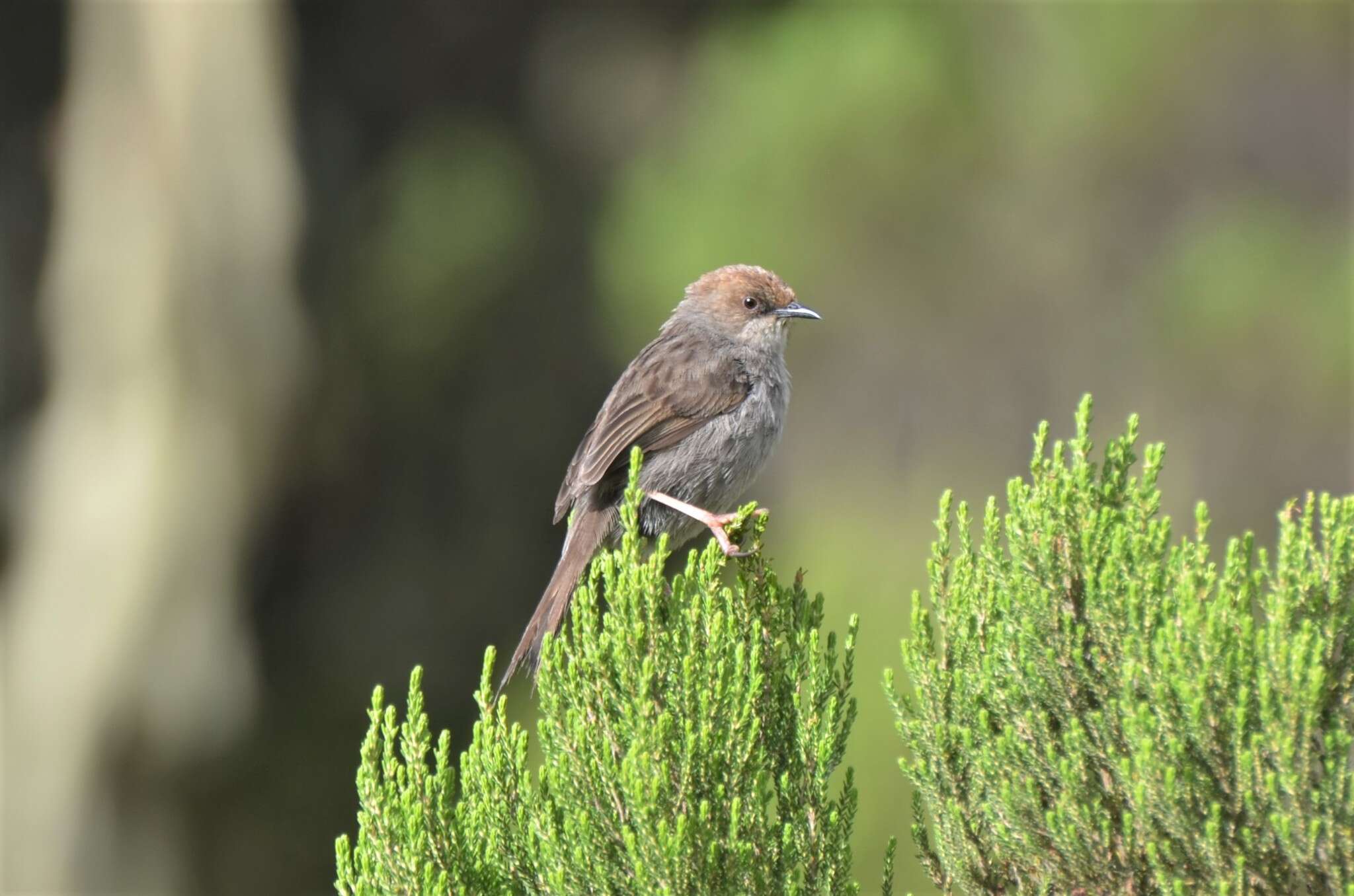 Image of Hunter's Cisticola