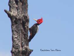 Image of Cream-backed Woodpecker