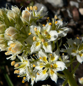 Image of foothill deathcamas