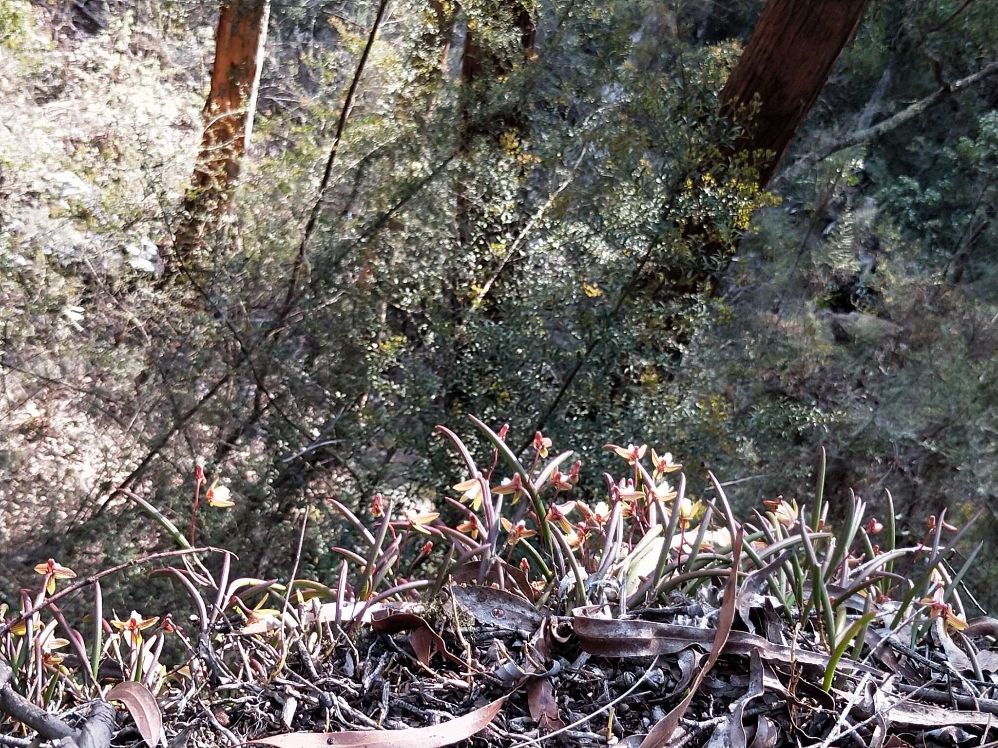 Dendrobium striolatum Rchb. fil. resmi