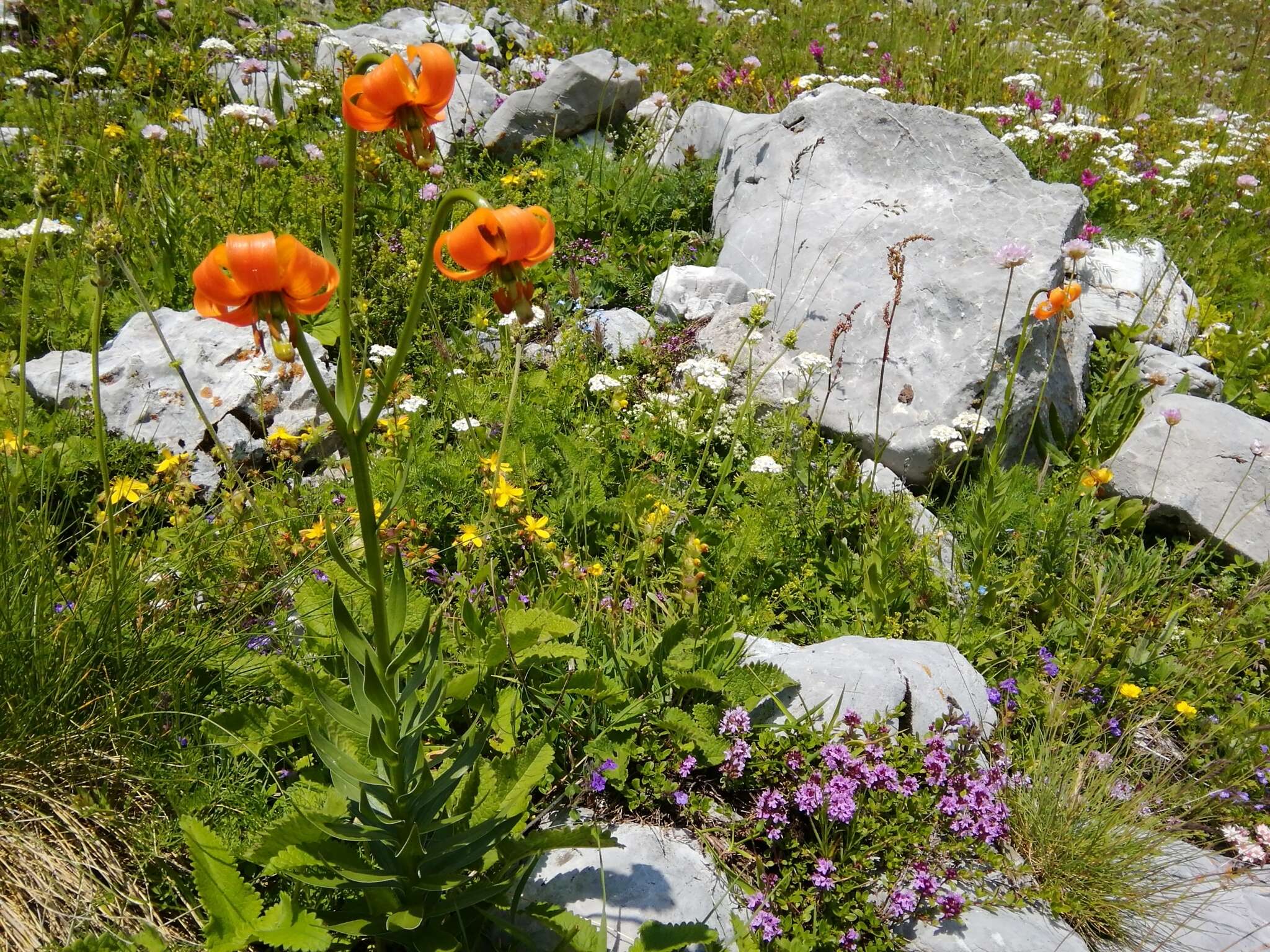 Image of Lilium albanicum Griseb.