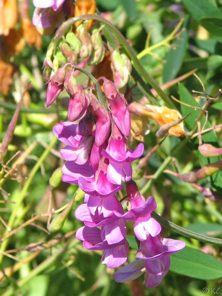 Sivun Lathyrus jepsonii Greene kuva