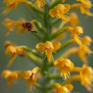 Image de Platanthera cristata (Michx.) Lindl.