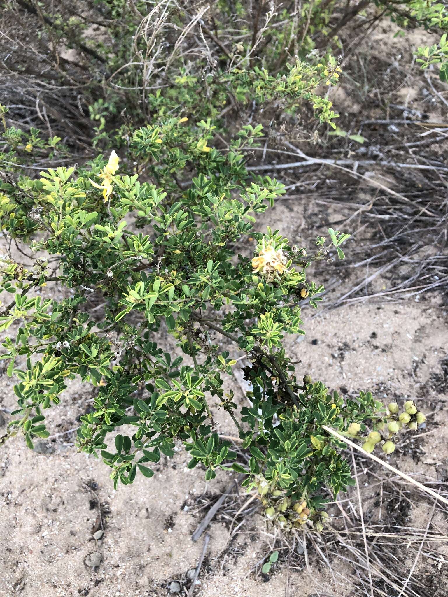 Imagem de Crotalaria medicaginea Lam.