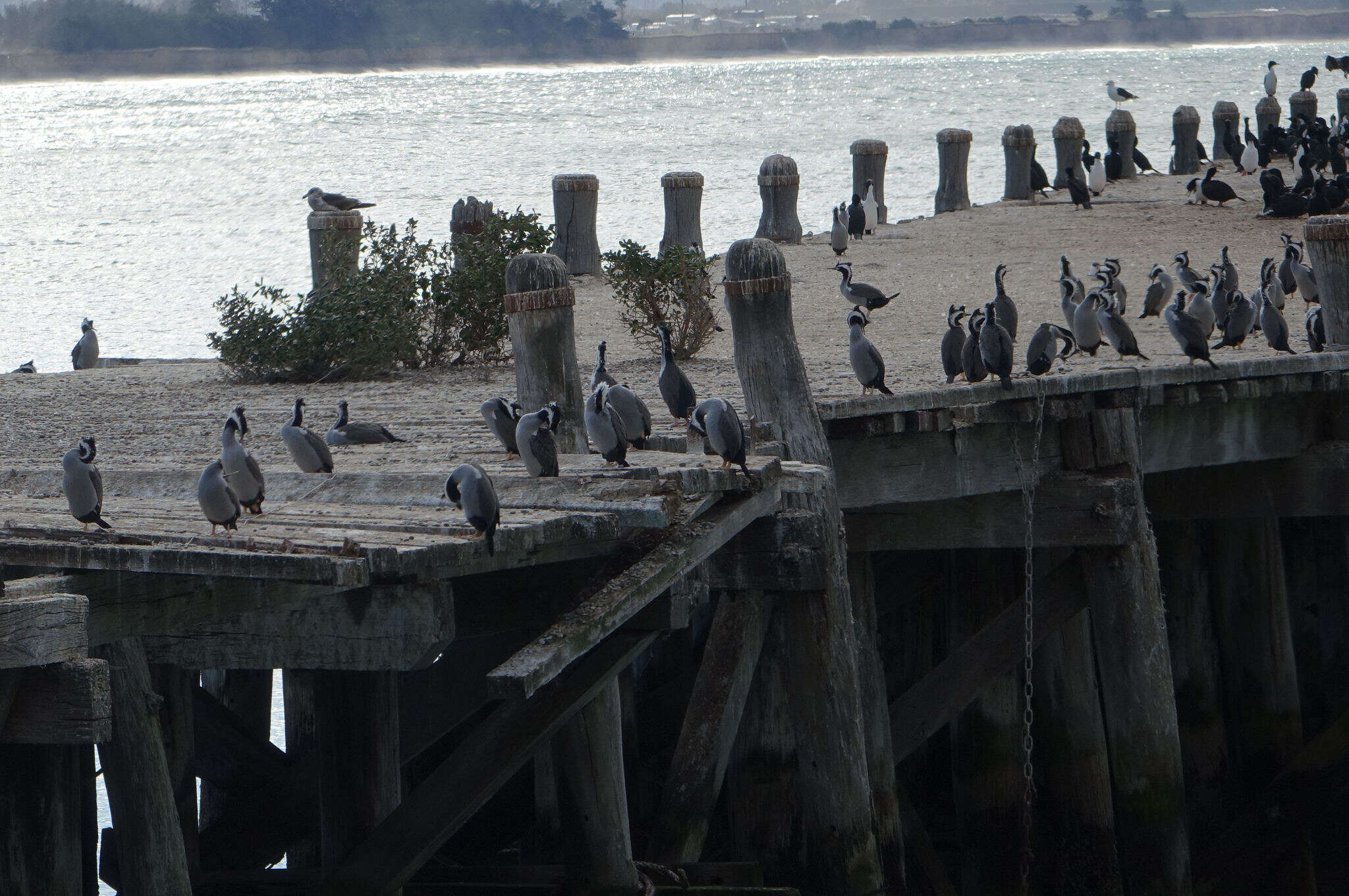 Image of Phalacrocorax punctatus punctatus (Sparrman 1786)