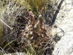 Image of Gymnocalycium striglianum Jeggle & H. Till