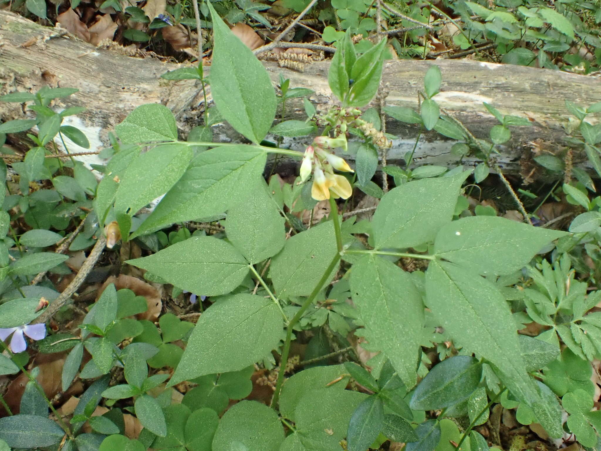 صورة Vicia oroboides Wulfen