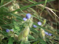 Image of Crotalaria sessiliflora L.