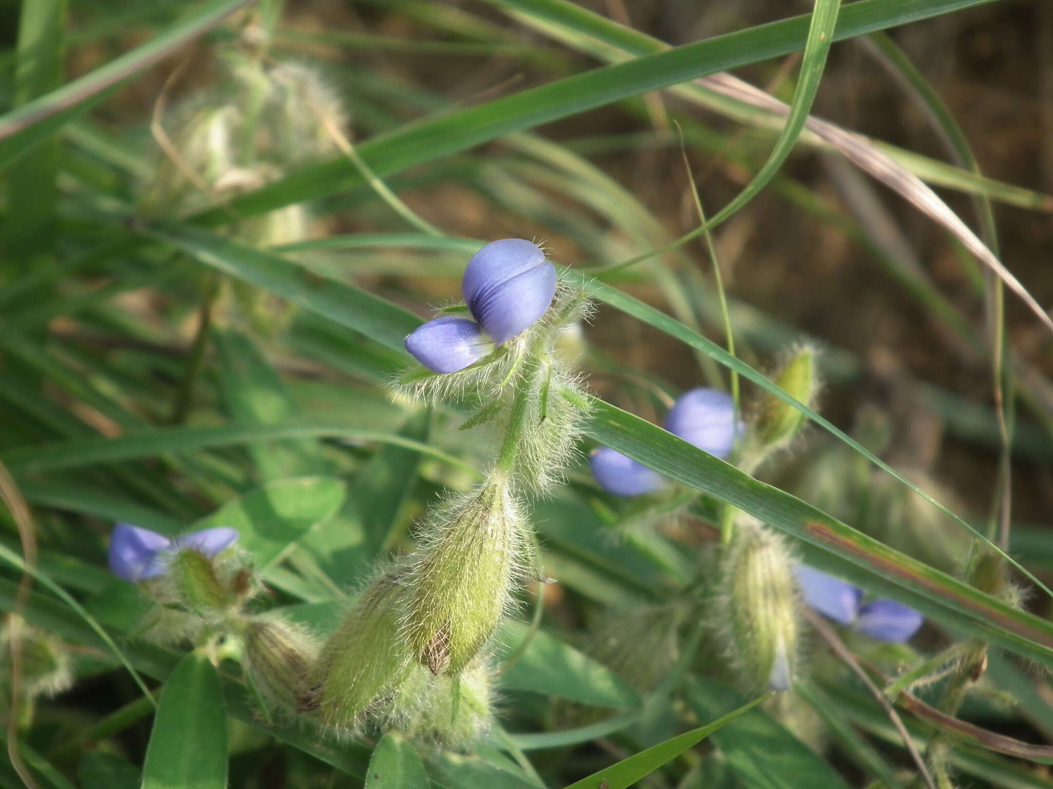 Image of Crotalaria sessiliflora L.