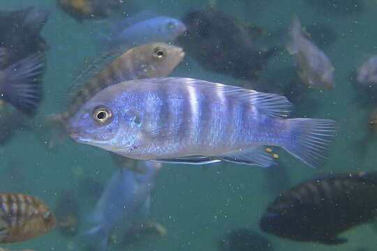 Image de Labidochromis freibergi Johnson 1974