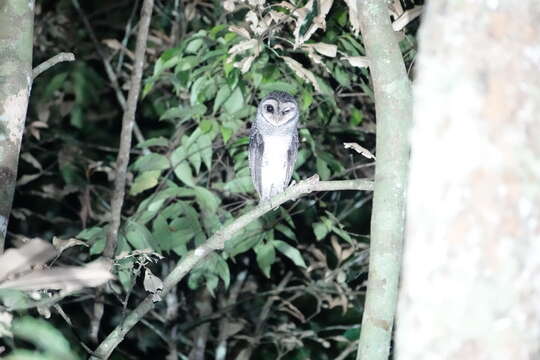 <i>Tyto tenebricosa multipunctata</i> resmi