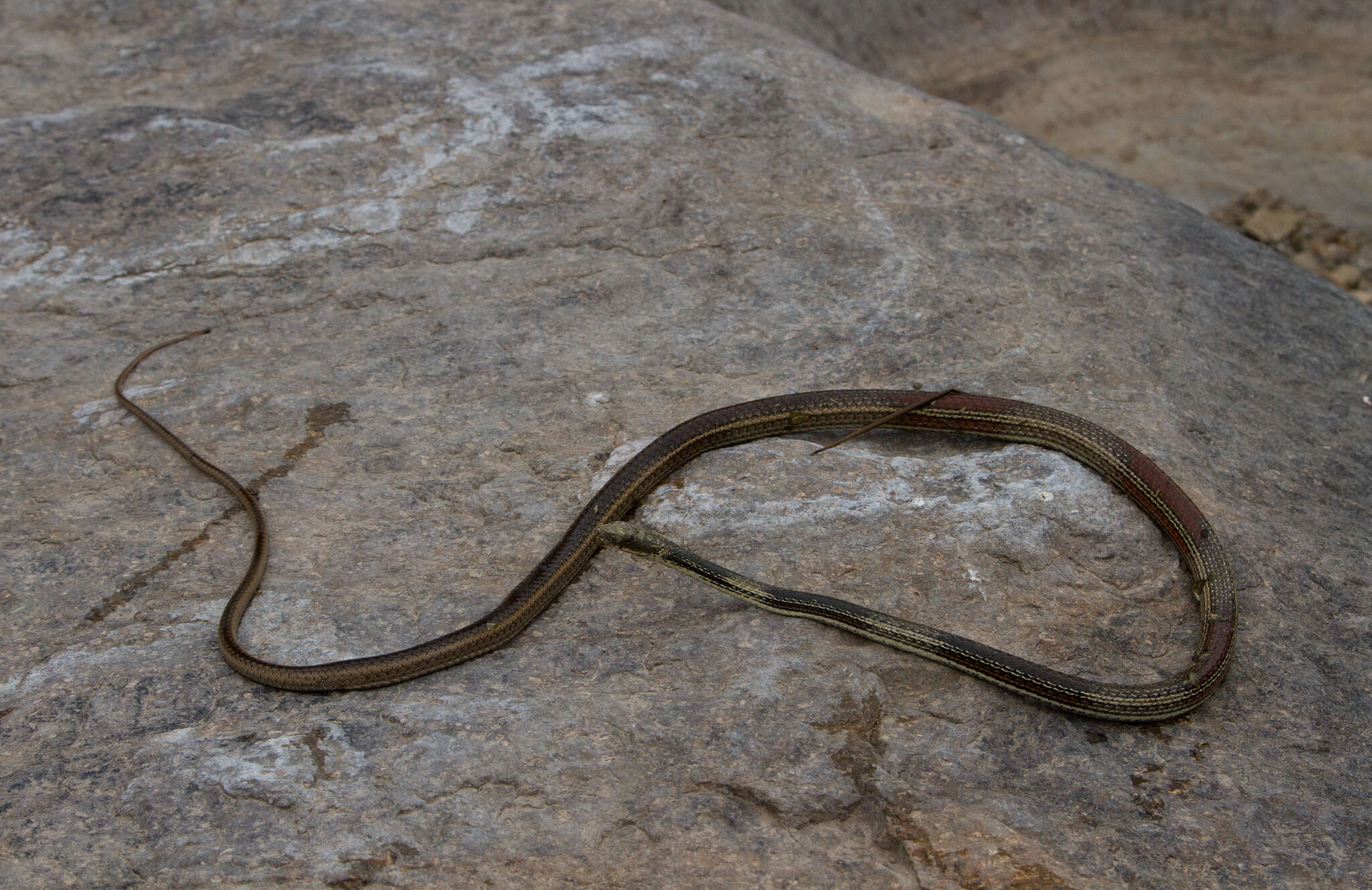 Image of Coluber taeniatus girardi Stejneger & Barbour 1917