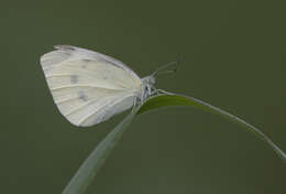 Image of small white