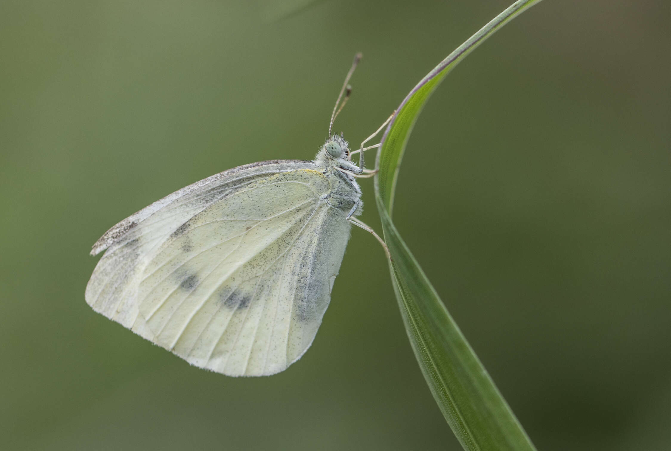 Image of small white