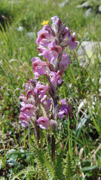 Image of flesh-pink lousewort