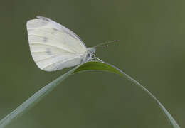 Image of small white