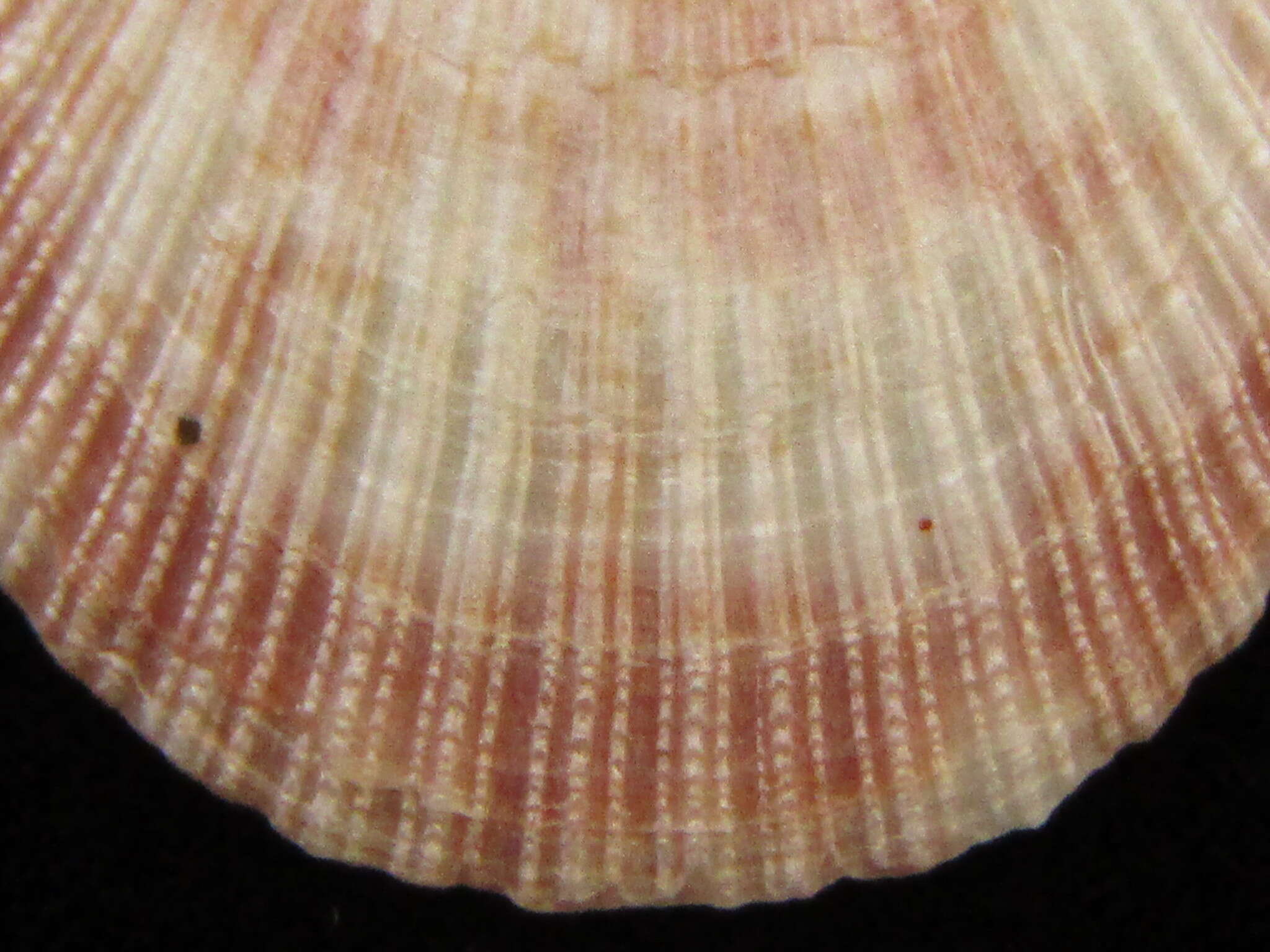 Image of Talochlamys gemmulata (Reeve 1853)