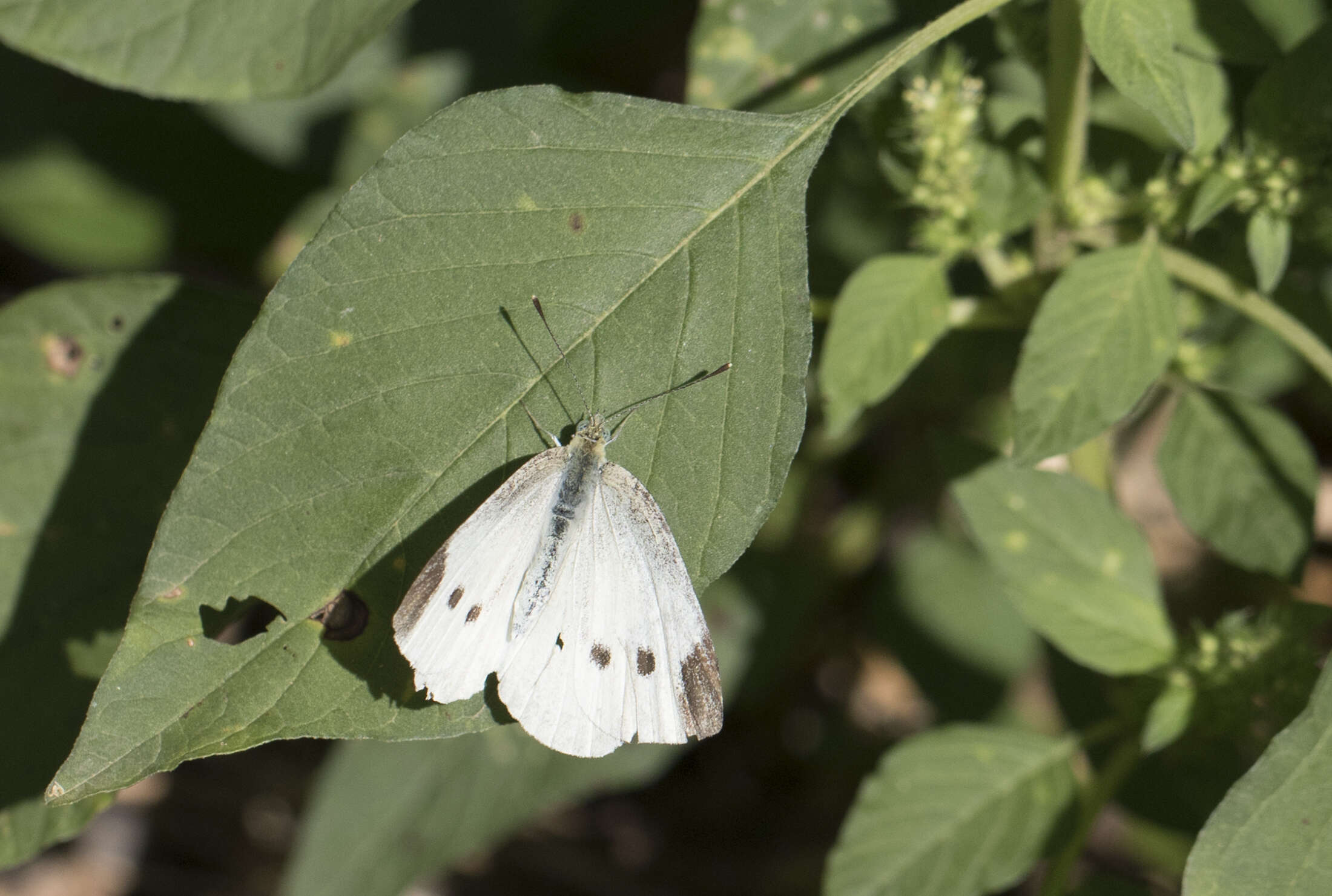 Image of small white