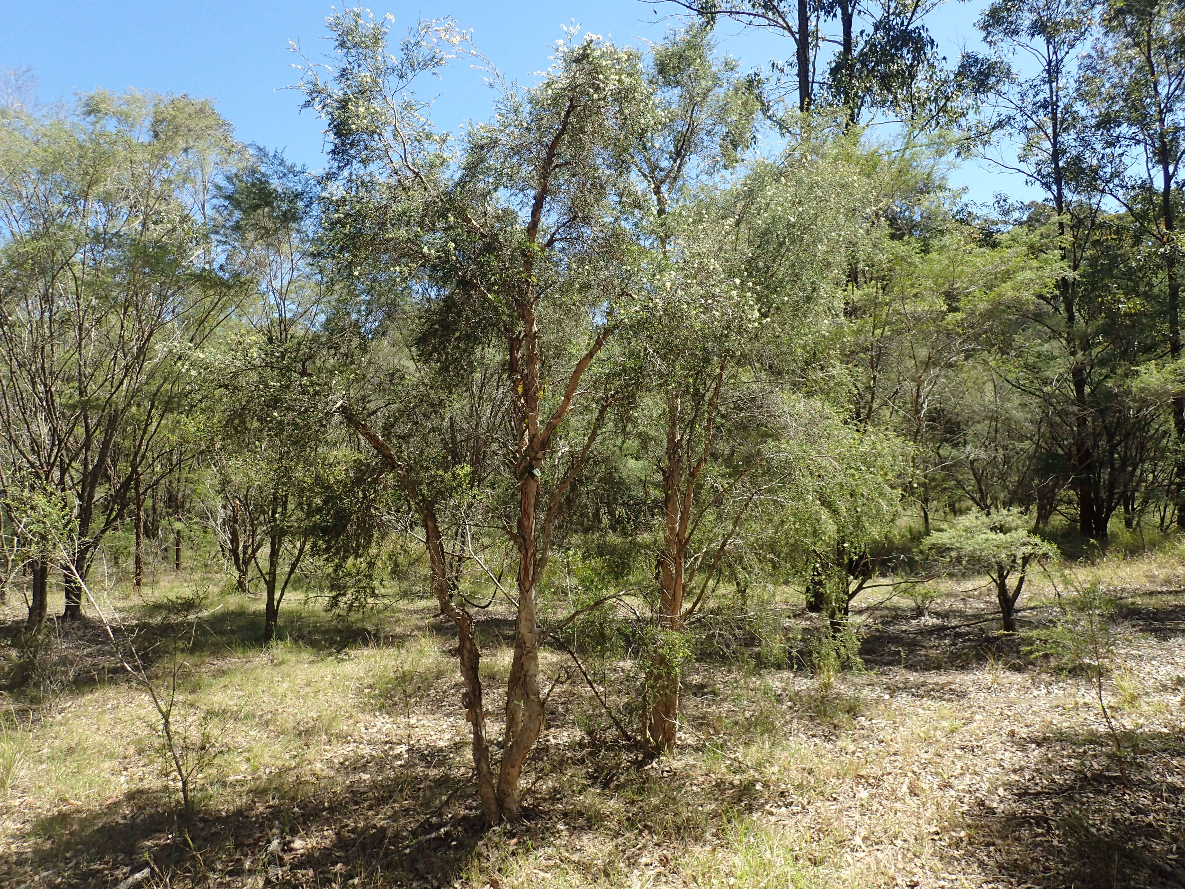 Sivun Melaleuca nodosa (Gaertn.) Sm. kuva