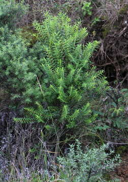 Sivun Veronica diosmifolia R. Cunn. kuva