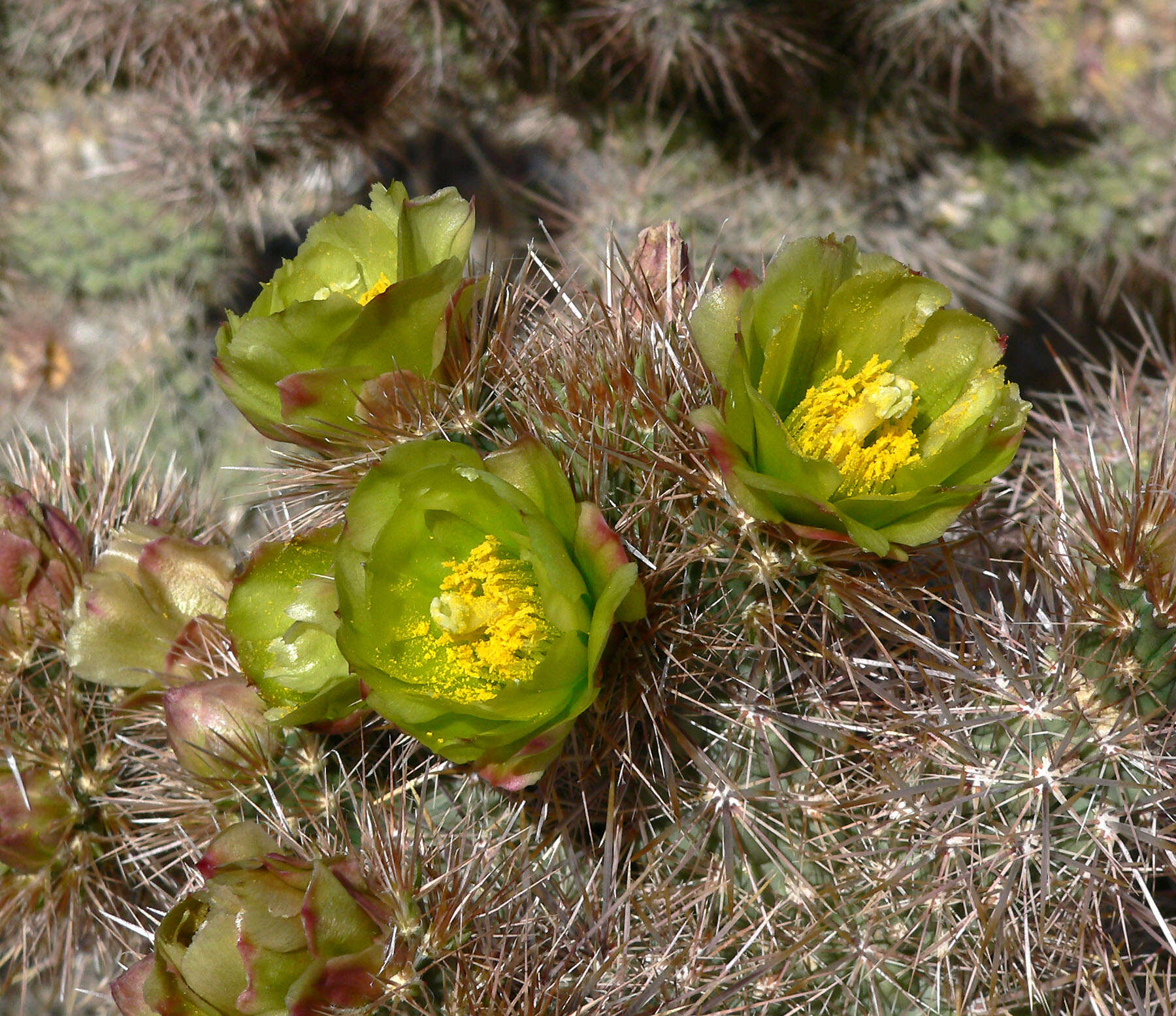 Image of Wiggins' cholla