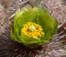 Image of Wiggins' cholla