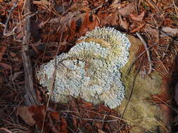 Image of parmotrema lichen