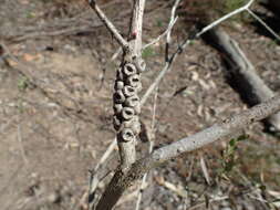 Image of Melaleuca macronychia Turcz.