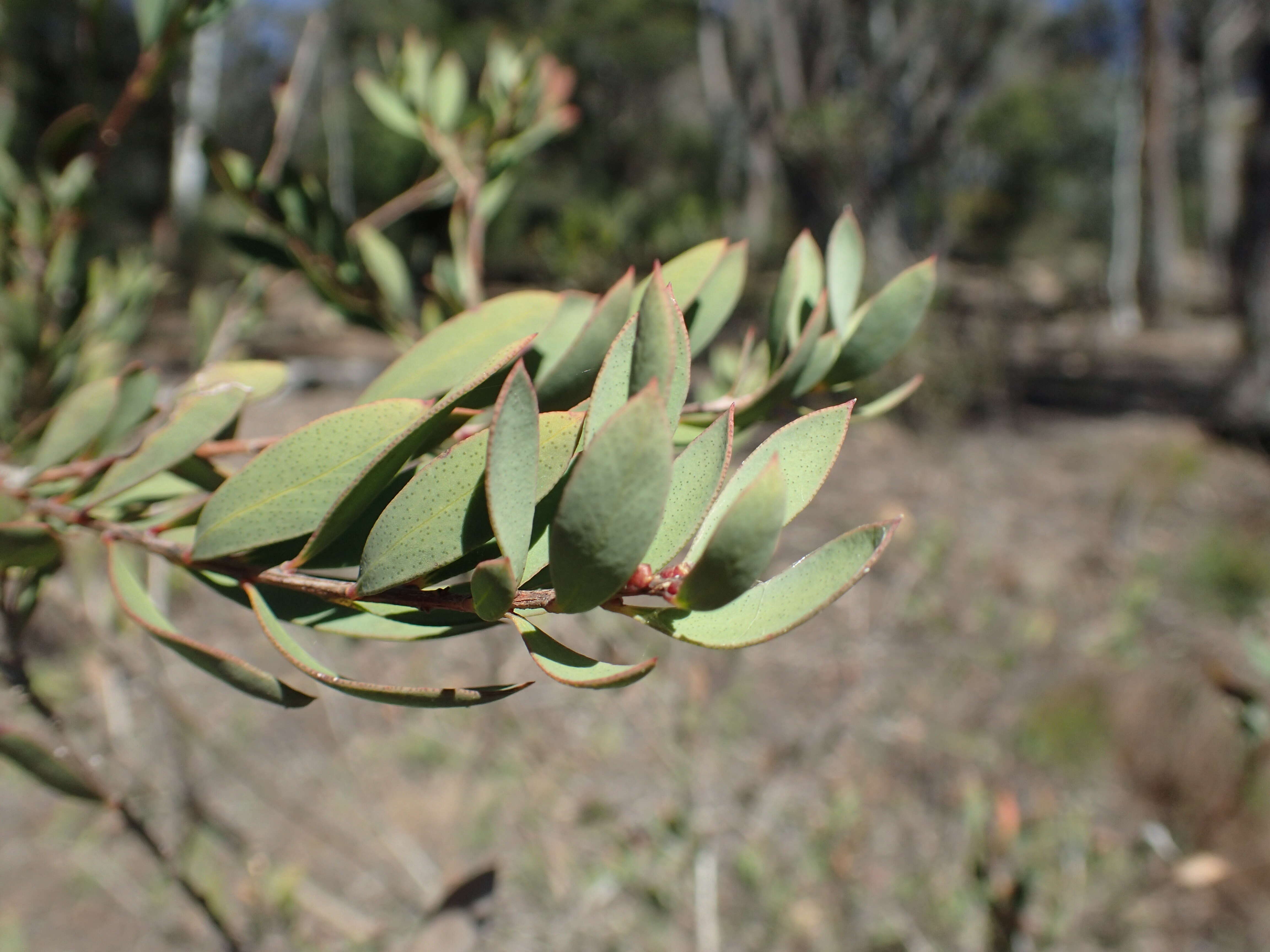 Image of Melaleuca macronychia Turcz.