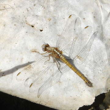 Image of Epaulet Skimmer