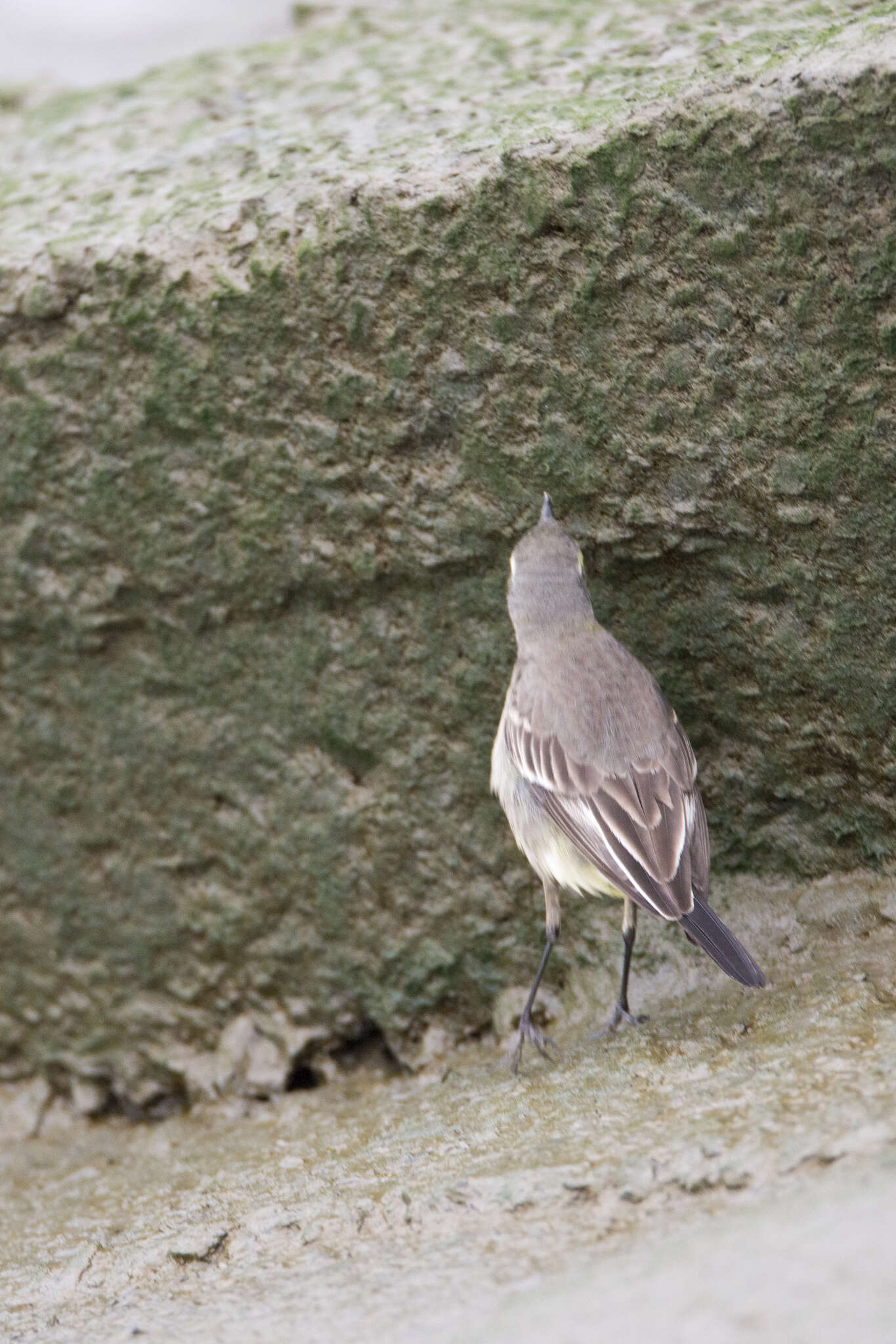 Image of Motacilla tschutschensis taivana (Swinhoe 1863)