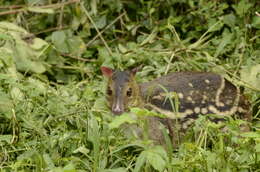 Image of Indian Chevrotain