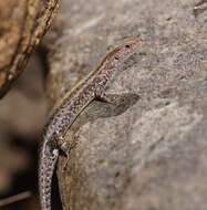 Image of Saxicoline Sunskink