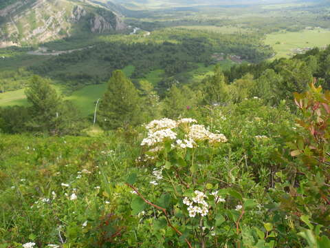 Image of Asian meadowsweet