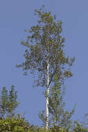 Image of Common Aspen