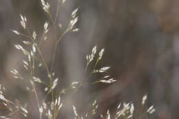 Image of silver hairgrass