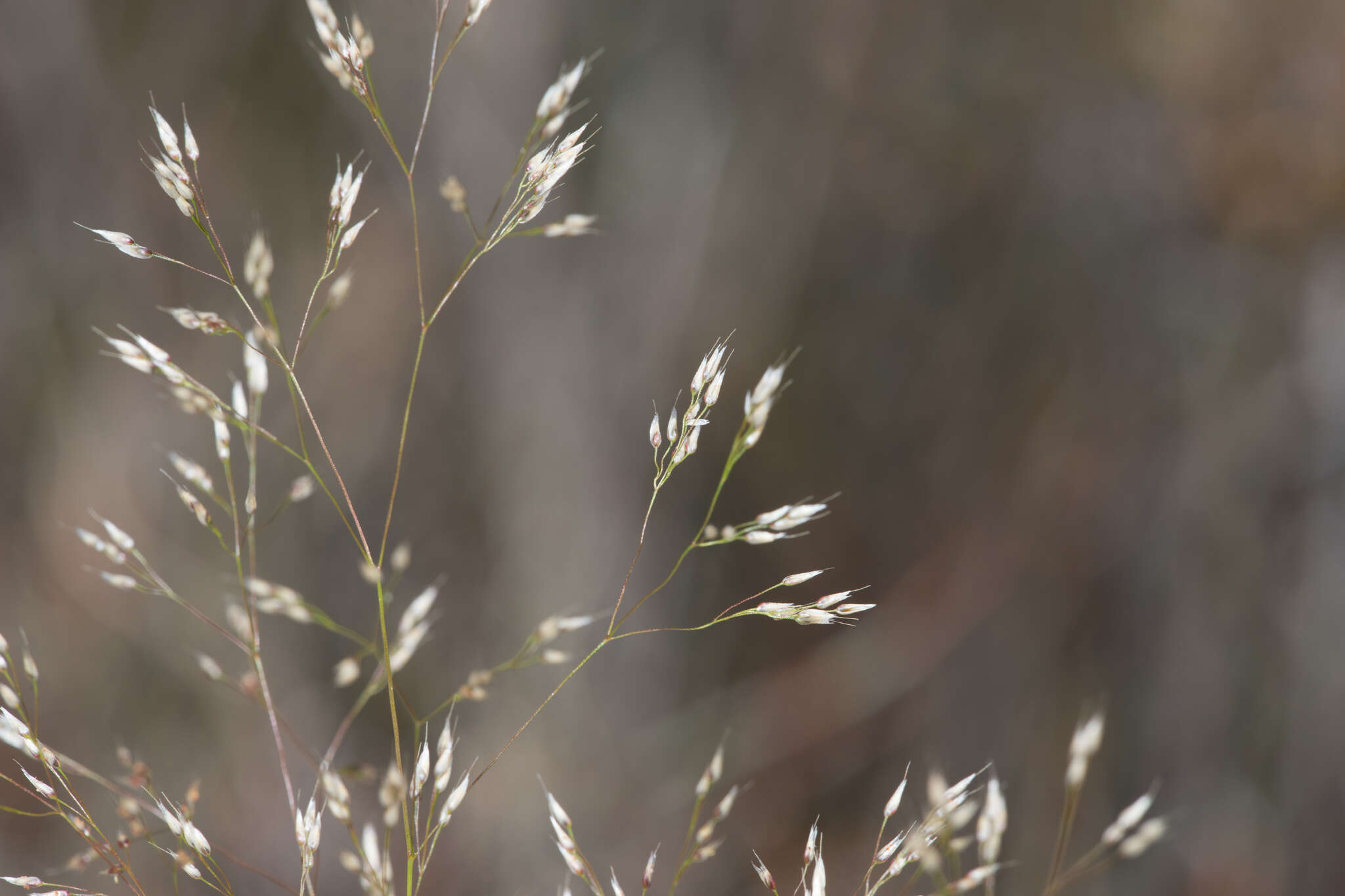 Image of silver hairgrass