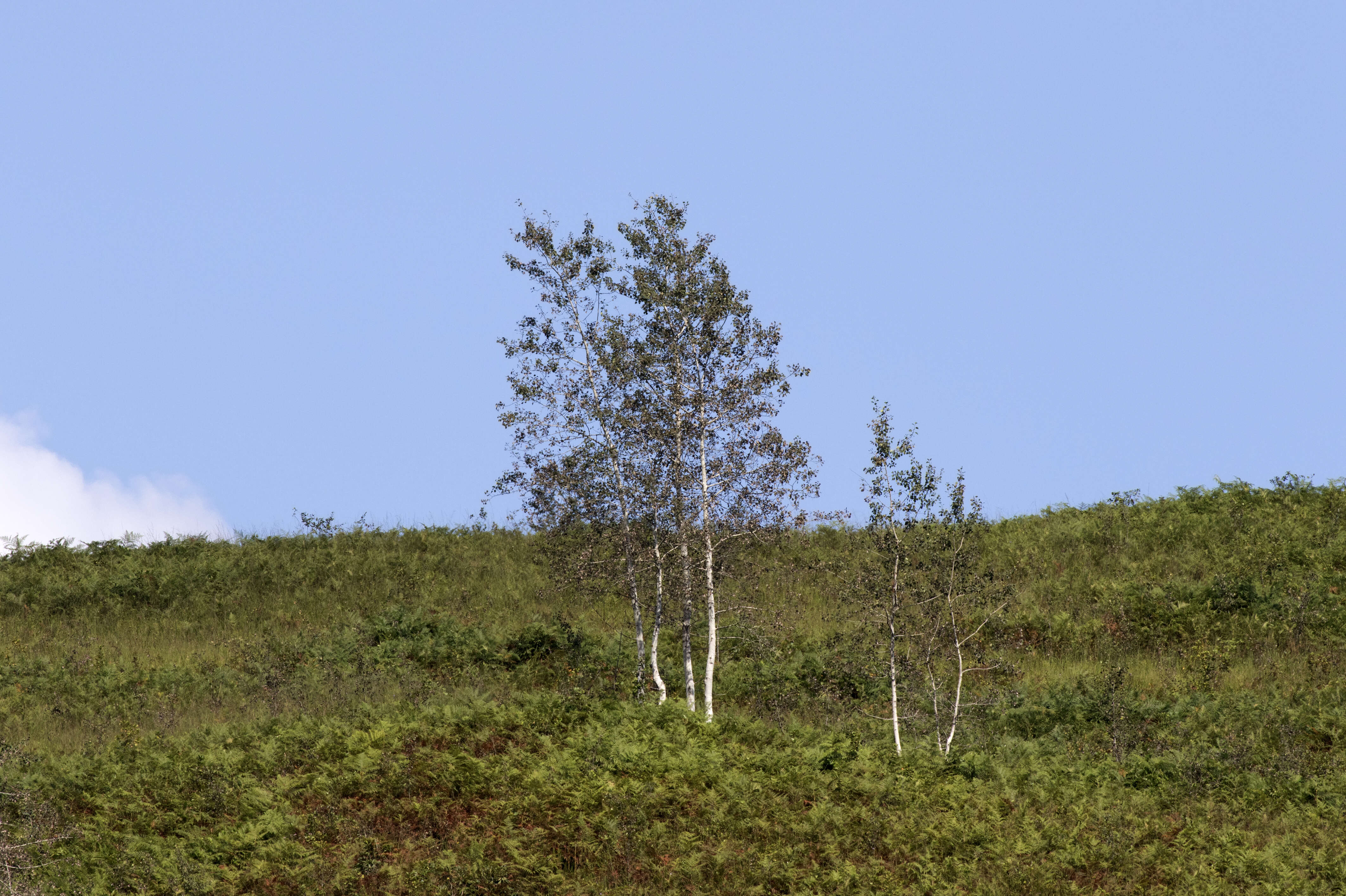 Image of Common Aspen